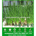 NSH01 Kilu Vegetable scallion seeds producer, name of seeds